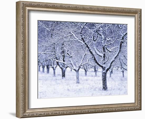 Cherry Trees, Winter, Snow, Detail, Bald, Leafless, Germany, Winter Scenery, Frost, Season-Herbert Kehrer-Framed Photographic Print