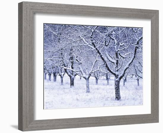 Cherry Trees, Winter, Snow, Detail, Bald, Leafless, Germany, Winter Scenery, Frost, Season-Herbert Kehrer-Framed Photographic Print