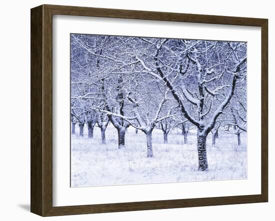 Cherry Trees, Winter, Snow, Detail, Bald, Leafless, Germany, Winter Scenery, Frost, Season-Herbert Kehrer-Framed Photographic Print