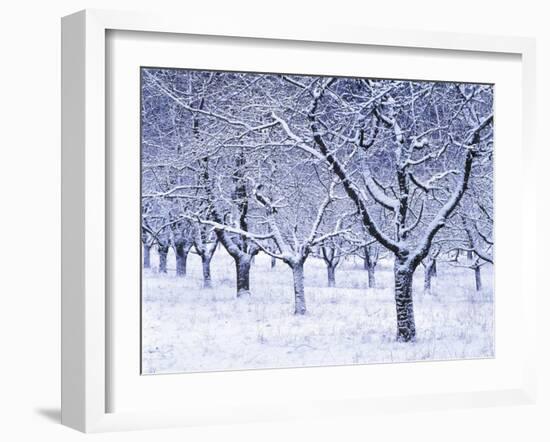 Cherry Trees, Winter, Snow, Detail, Bald, Leafless, Germany, Winter Scenery, Frost, Season-Herbert Kehrer-Framed Photographic Print