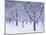 Cherry Trees, Winter, Snow, Detail, Bald, Leafless, Germany, Winter Scenery, Frost, Season-Herbert Kehrer-Mounted Photographic Print