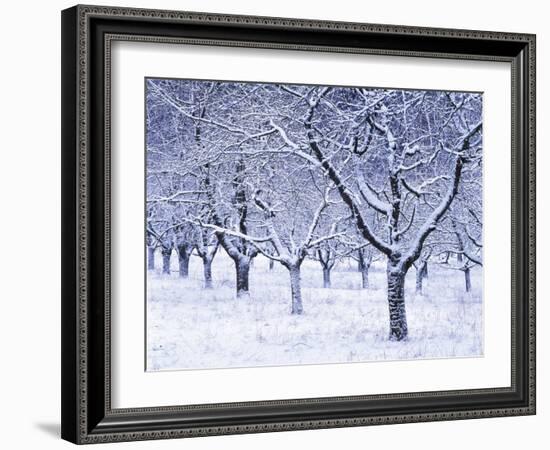 Cherry Trees, Winter, Snow, Detail, Bald, Leafless, Germany, Winter Scenery, Frost, Season-Herbert Kehrer-Framed Photographic Print