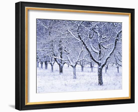 Cherry Trees, Winter, Snow, Detail, Bald, Leafless, Germany, Winter Scenery, Frost, Season-Herbert Kehrer-Framed Photographic Print