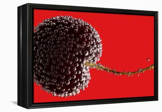 Cherry Underwater-Gordon Semmens-Framed Premier Image Canvas