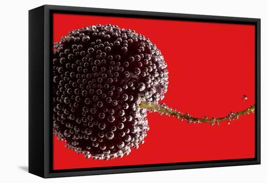 Cherry Underwater-Gordon Semmens-Framed Premier Image Canvas