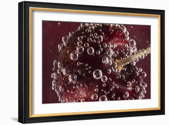 Cherry Underwater-Gordon Semmens-Framed Photographic Print