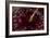 Cherry Underwater-Gordon Semmens-Framed Photographic Print