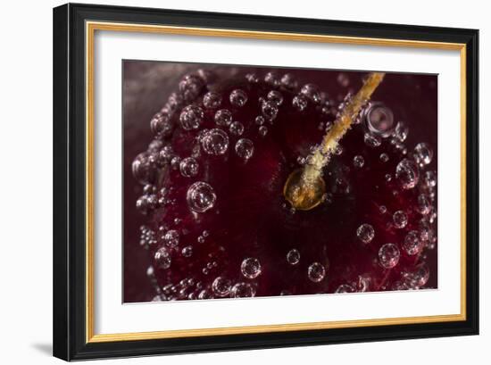 Cherry Underwater-Gordon Semmens-Framed Photographic Print