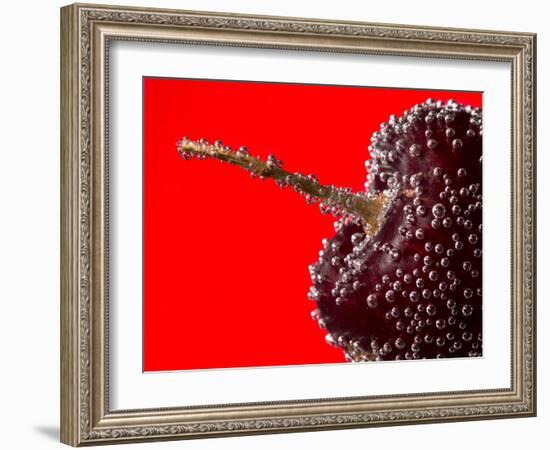 Cherry Underwater-Gordon Semmens-Framed Photographic Print