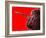 Cherry Underwater-Gordon Semmens-Framed Photographic Print