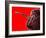 Cherry Underwater-Gordon Semmens-Framed Photographic Print