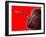 Cherry Underwater-Gordon Semmens-Framed Photographic Print