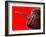 Cherry Underwater-Gordon Semmens-Framed Photographic Print