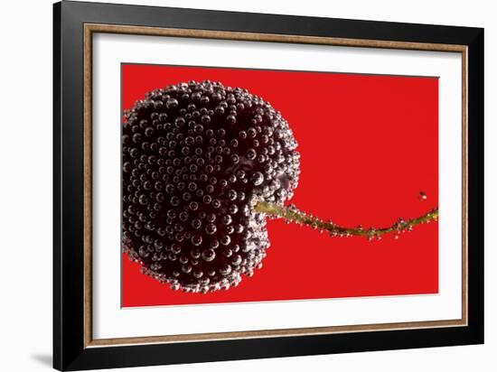 Cherry Underwater-Gordon Semmens-Framed Photographic Print