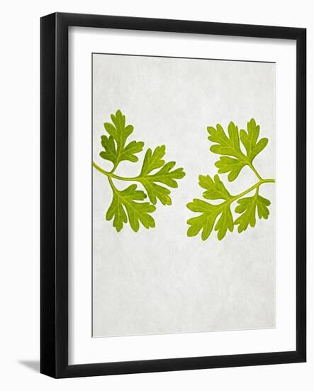 Chervil, Culinary Chervil, Anthriscus Cerefolium, Leaves, Green-Axel Killian-Framed Photographic Print