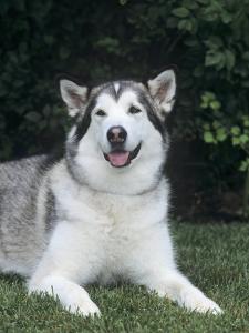 alaskan malamute malamutes domestic variety dog