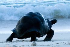 Aldabra Giant Tortoise (Geochelone Gigantea) Walking Along The Sea Shore, Aldabra Atoll, Seychelles-Cheryl-Samantha Owen-Photographic Print