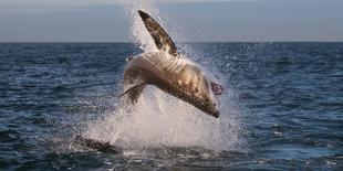 Great White Shark (Carcharodon Carcharias) Breaching-Cheryl-Samantha Owen-Framed Premier Image Canvas