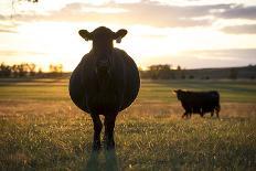 Pregant Cow Silhouetted At Sunset, On Cattle Ranch, Garfield County, Nebraska, USA. October-Cheryl-Samantha Owen-Framed Photographic Print