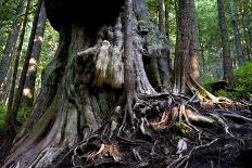 Western Red Cedar Tree (Thuja Plicata) Deemed Canada'S 'Gnarliest Tree' In The Old Growth Forest-Cheryl-Samantha Owen-Photographic Print