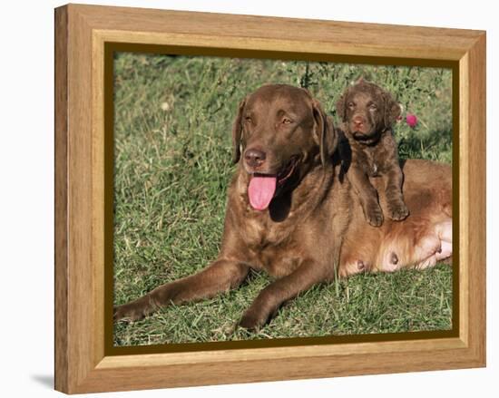 Chesapeake Bay Retriever Dog, Lactating Female and Puppy, USA-Lynn M. Stone-Framed Premier Image Canvas