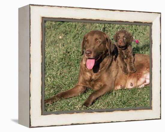 Chesapeake Bay Retriever Dog, Lactating Female and Puppy, USA-Lynn M. Stone-Framed Premier Image Canvas