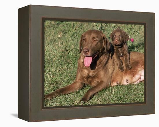 Chesapeake Bay Retriever Dog, Lactating Female and Puppy, USA-Lynn M. Stone-Framed Premier Image Canvas
