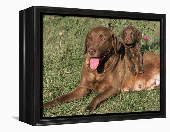 Chesapeake Bay Retriever Dog, Lactating Female and Puppy, USA-Lynn M. Stone-Framed Premier Image Canvas