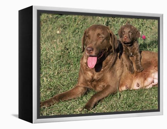 Chesapeake Bay Retriever Dog, Lactating Female and Puppy, USA-Lynn M. Stone-Framed Premier Image Canvas