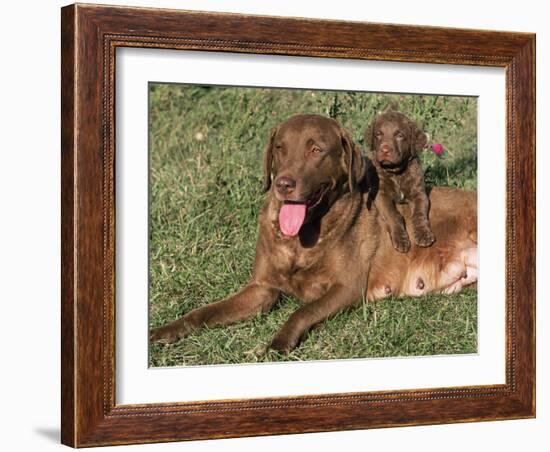 Chesapeake Bay Retriever Dog, Lactating Female and Puppy, USA-Lynn M. Stone-Framed Photographic Print