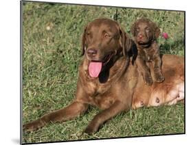 Chesapeake Bay Retriever Dog, Lactating Female and Puppy, USA-Lynn M. Stone-Mounted Photographic Print