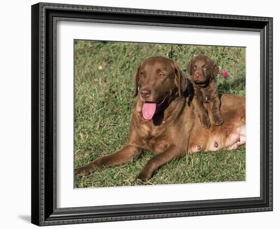 Chesapeake Bay Retriever Dog, Lactating Female and Puppy, USA-Lynn M. Stone-Framed Photographic Print