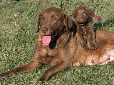 Chesapeake Bay Retriever Dog Lactating Female And Puppy Usa Photographic Print Lynn M Stone Art Com