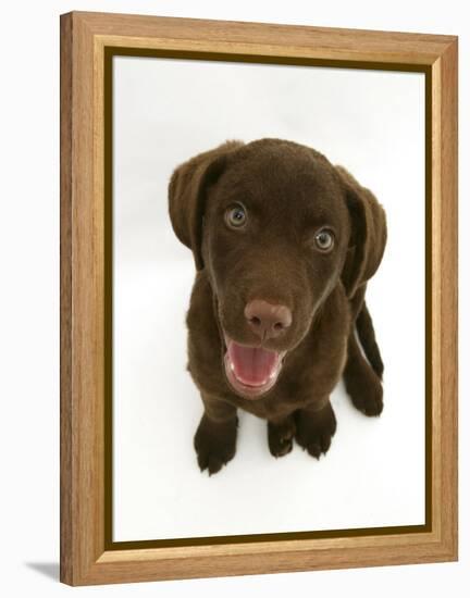Chesapeake Bay Retriever Dog Pup, 'Teague', 9 Weeks Old Looking Up-Jane Burton-Framed Premier Image Canvas