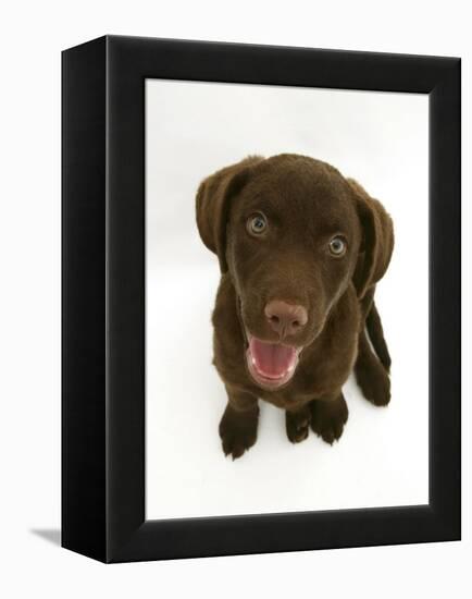 Chesapeake Bay Retriever Dog Pup, 'Teague', 9 Weeks Old Looking Up-Jane Burton-Framed Premier Image Canvas