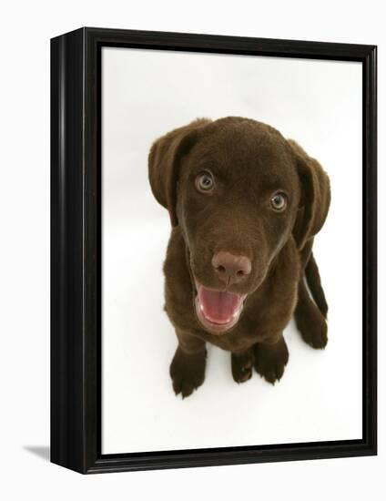 Chesapeake Bay Retriever Dog Pup, 'Teague', 9 Weeks Old Looking Up-Jane Burton-Framed Premier Image Canvas