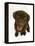 Chesapeake Bay Retriever Dog Pup, 'Teague', 9 Weeks Old Looking Up-Jane Burton-Framed Premier Image Canvas