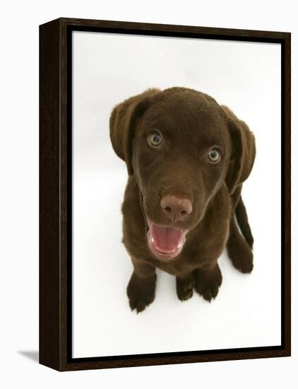 Chesapeake Bay Retriever Dog Pup, 'Teague', 9 Weeks Old Looking Up-Jane Burton-Framed Premier Image Canvas