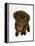 Chesapeake Bay Retriever Dog Pup, 'Teague', 9 Weeks Old Looking Up-Jane Burton-Framed Premier Image Canvas