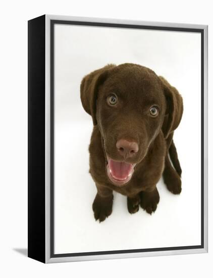 Chesapeake Bay Retriever Dog Pup, 'Teague', 9 Weeks Old Looking Up-Jane Burton-Framed Premier Image Canvas