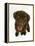 Chesapeake Bay Retriever Dog Pup, 'Teague', 9 Weeks Old Looking Up-Jane Burton-Framed Premier Image Canvas