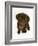 Chesapeake Bay Retriever Dog Pup, 'Teague', 9 Weeks Old Looking Up-Jane Burton-Framed Photographic Print