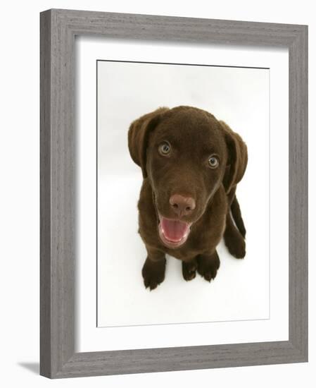 Chesapeake Bay Retriever Dog Pup, 'Teague', 9 Weeks Old Looking Up-Jane Burton-Framed Photographic Print