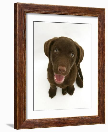 Chesapeake Bay Retriever Dog Pup, 'Teague', 9 Weeks Old Looking Up-Jane Burton-Framed Photographic Print