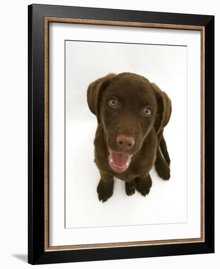Chesapeake Bay Retriever Dog Pup, 'Teague', 9 Weeks Old Looking Up-Jane Burton-Framed Photographic Print