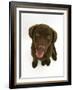 Chesapeake Bay Retriever Dog Pup, 'Teague', 9 Weeks Old Looking Up-Jane Burton-Framed Photographic Print