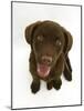 Chesapeake Bay Retriever Dog Pup, 'Teague', 9 Weeks Old Looking Up-Jane Burton-Mounted Photographic Print