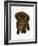 Chesapeake Bay Retriever Dog Pup, 'Teague', 9 Weeks Old Looking Up-Jane Burton-Framed Photographic Print