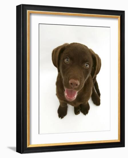 Chesapeake Bay Retriever Dog Pup, 'Teague', 9 Weeks Old Looking Up-Jane Burton-Framed Photographic Print