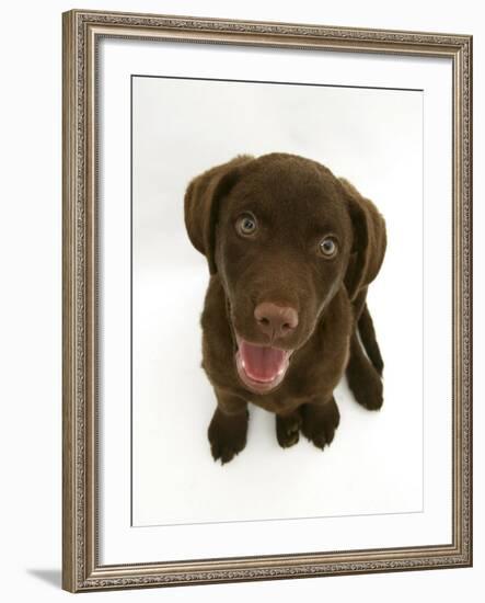 Chesapeake Bay Retriever Dog Pup, 'Teague', 9 Weeks Old Looking Up-Jane Burton-Framed Photographic Print